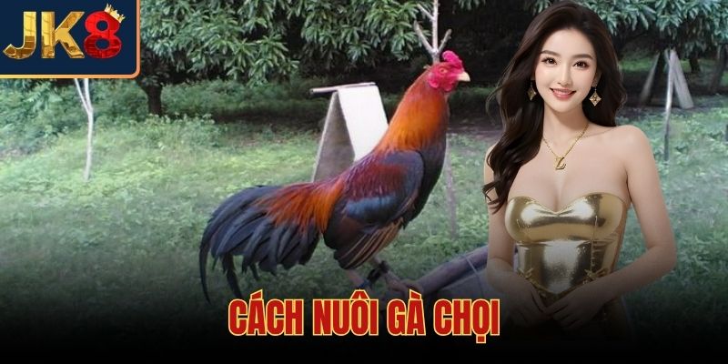 Cách Nuôi Gà Chọi