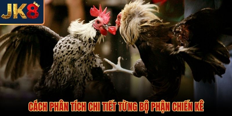 Cách nhận biết gà chọi tốt qua ngoại hình