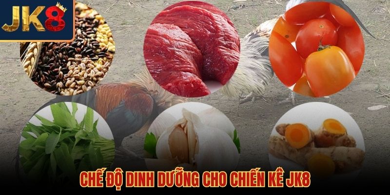 Cách nuôi gà chọi và tầm quan trọng của dinh dưỡng chuyên sâu