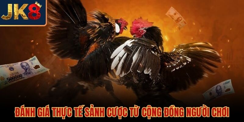 Phản hồi tích cực về chất lượng dịch vụ đá gà JK8