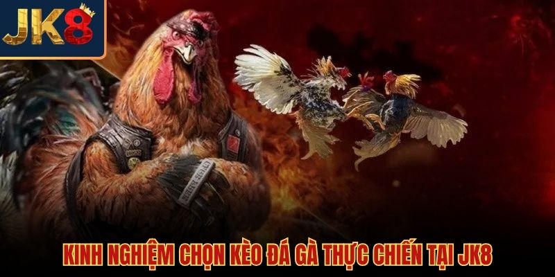 Gà điều đá ngày nào tốt nhất và mẹo bắt kèo JK8