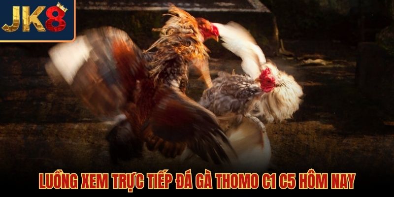 Luồng phát chọi gà trực tiếp Campuchia sắc nét mượt mà