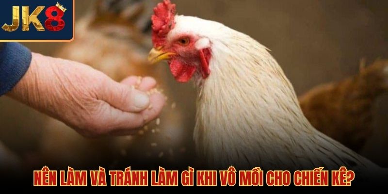 Những lưu ý quan trọng về cách vô mồi cho gà đá