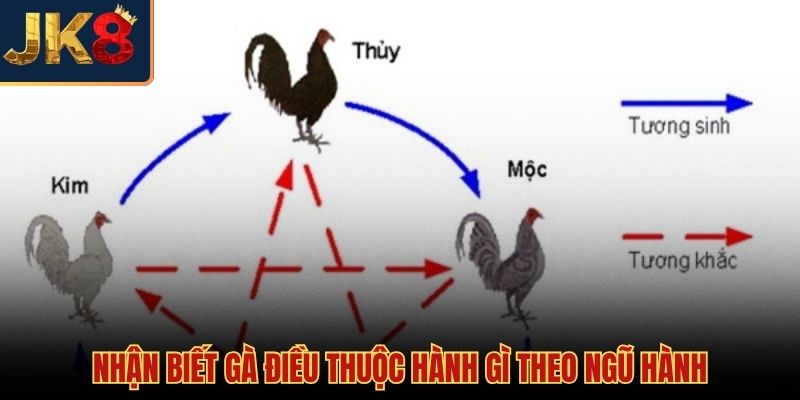Gà điều đá ngày nào tốt nhất và bản chất hành Hỏa