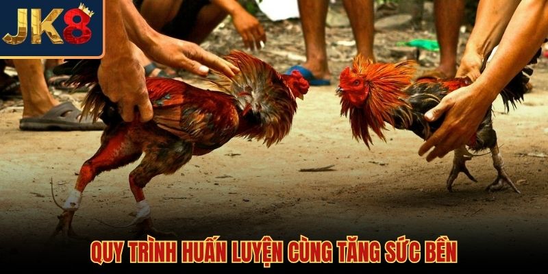Cách nuôi gà chọi tập trung phát triển thể lực và độ dẻo dai