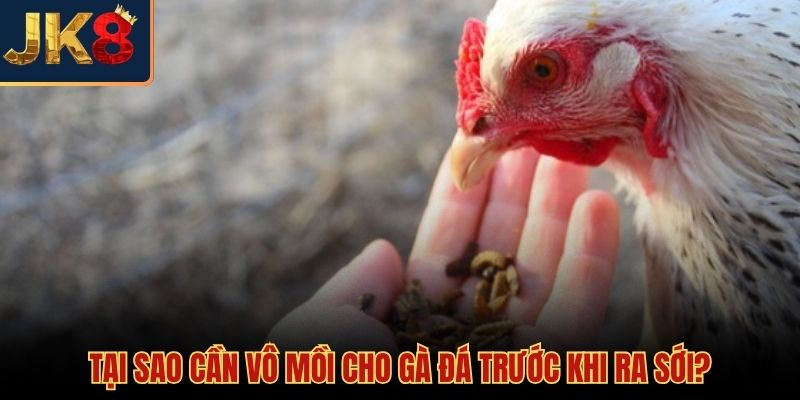 Tác dụng của cách vô mồi cho gà đá trước thi đấu