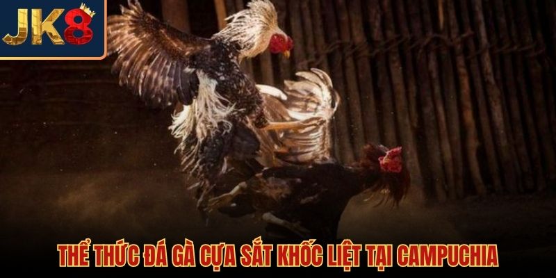 Luật chơi chọi gà trực tiếp Campuchia cựa sắt kịch tính