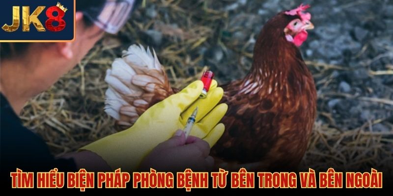 6 cách phòng bệnh cho gà chọi hiệu quả nhất và hệ miễn dịch