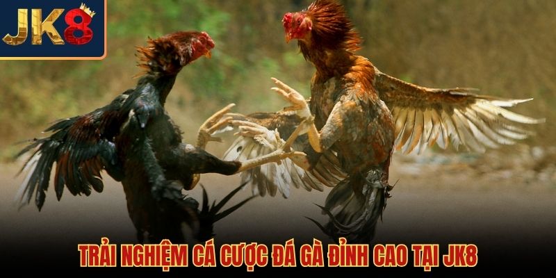 Không gian cá cược đá gà JK8 chuyên nghiệp và đẳng cấp